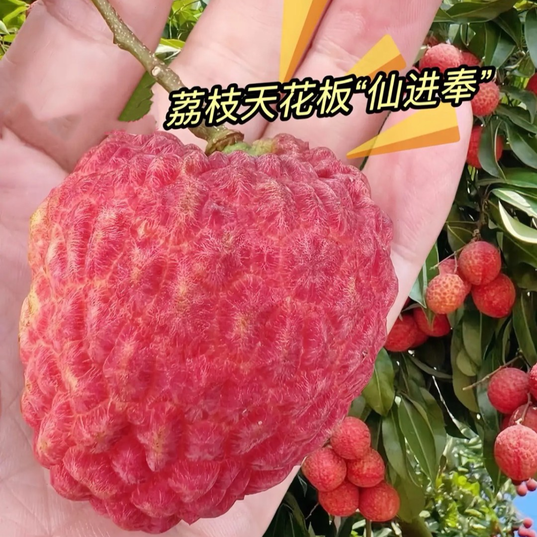 【特大果天花板仙进奉】现摘仙进奉荔枝王后广东增城发货现摘不泡水