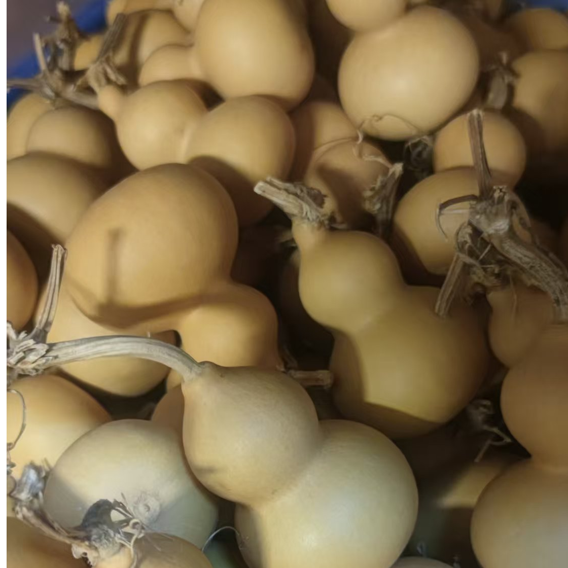 19.9三个小美葫芦（不挑不退货）