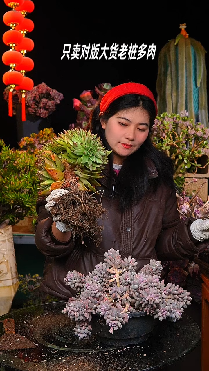 【闪购商品】东云缀化1号