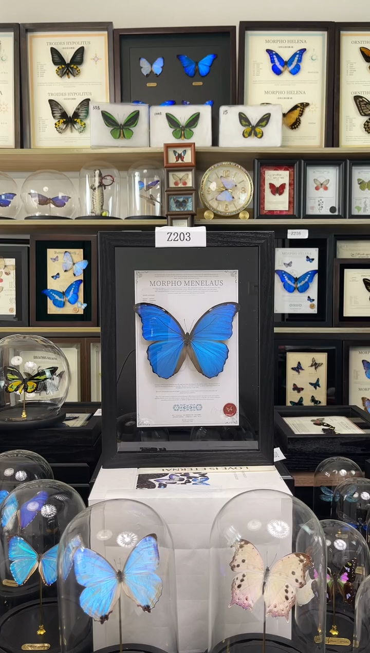 大蓝闪蝶-A4悬浮设计款Z303