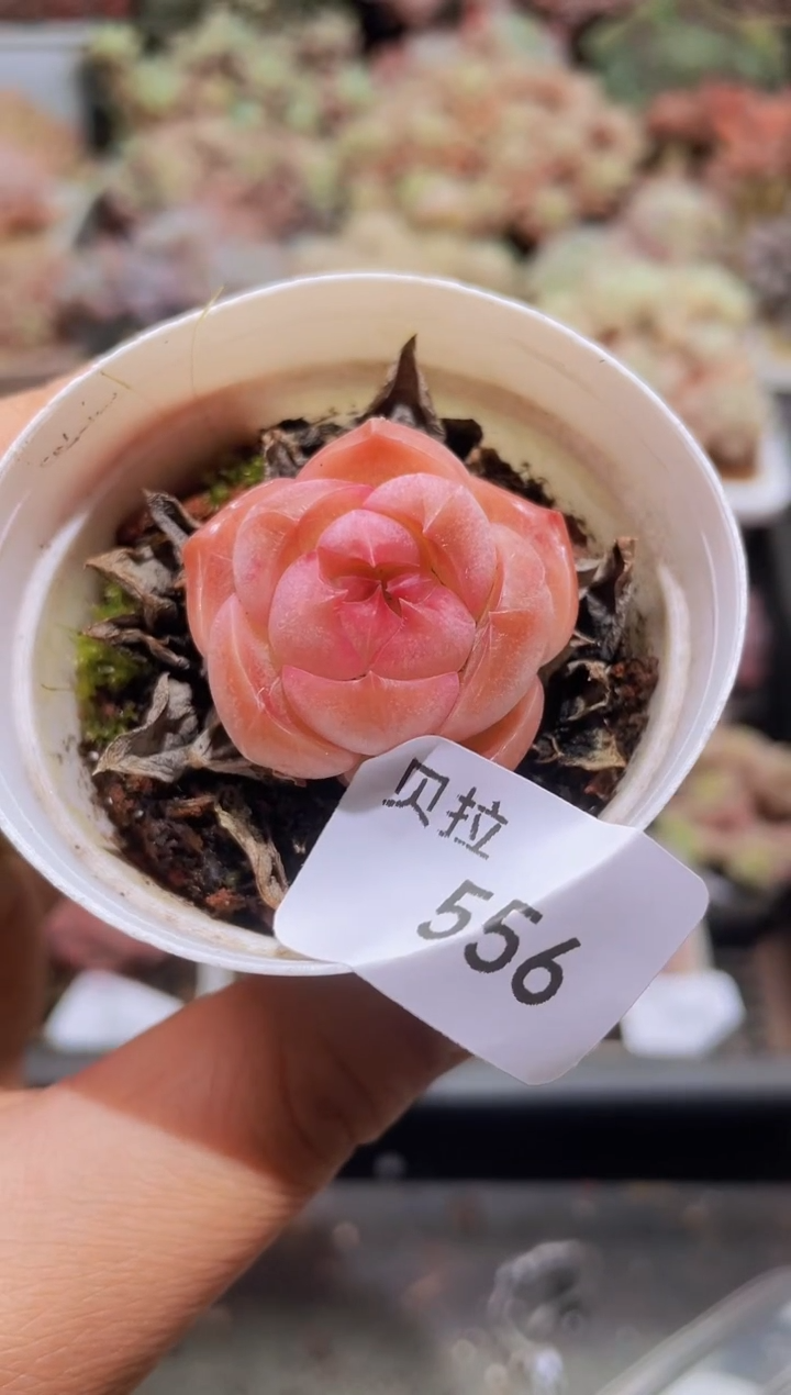 【闪购商品】556镜面珍妮