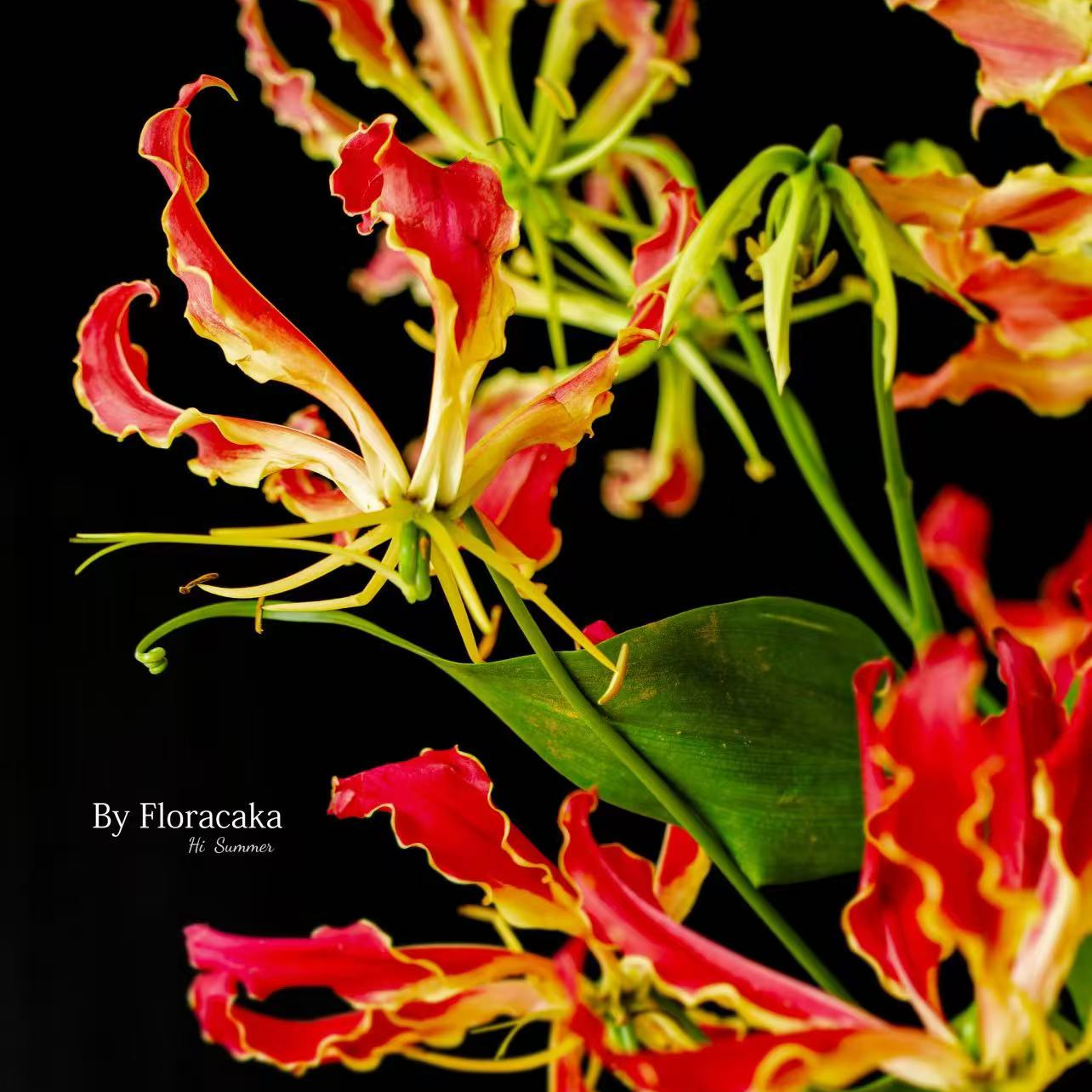 【一单不售后|嘉兰百合】稀缺小众 高端花材  鲜切花