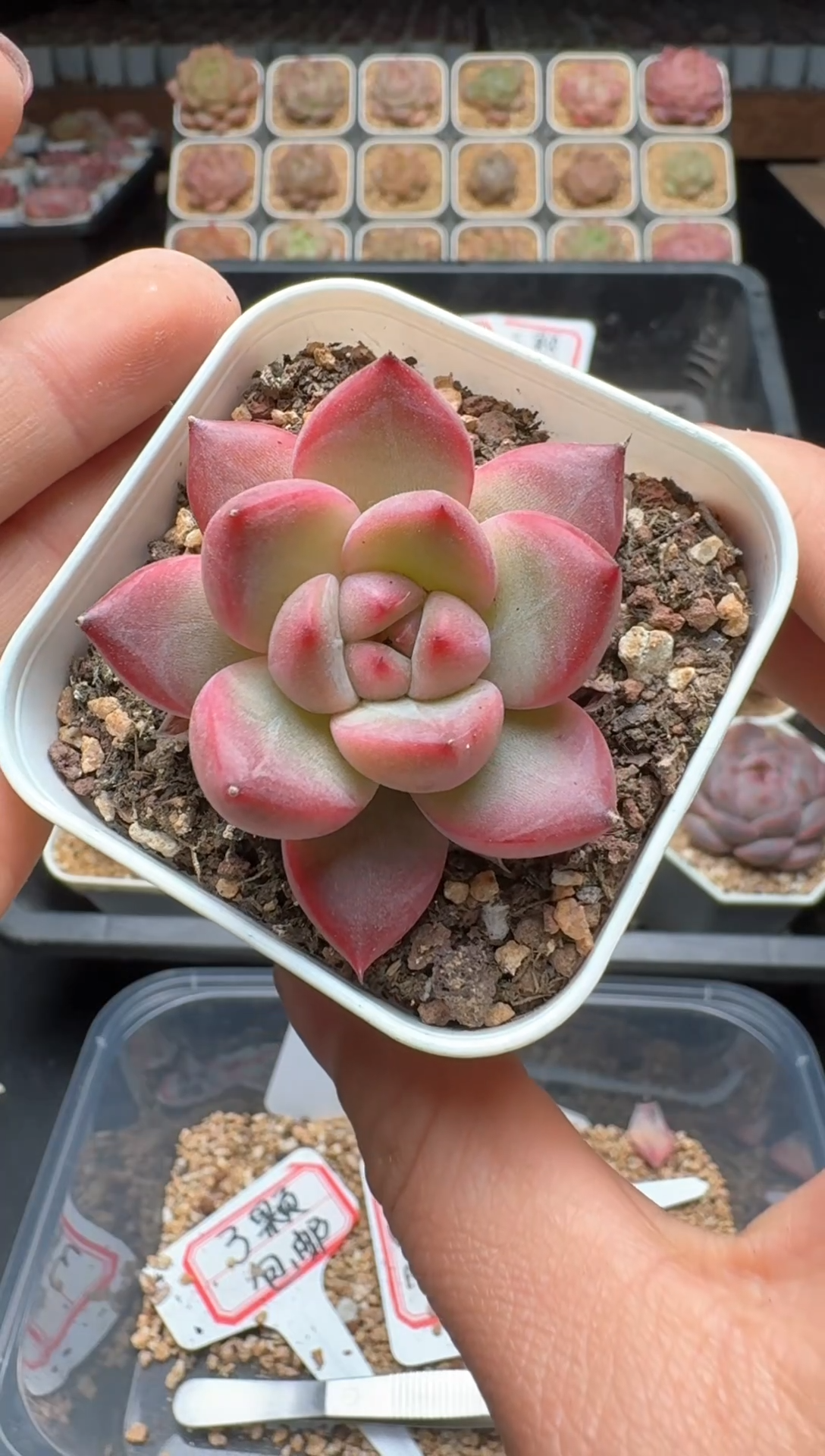 【闪购商品】302号 珍妮杂交多肉 花卉植物