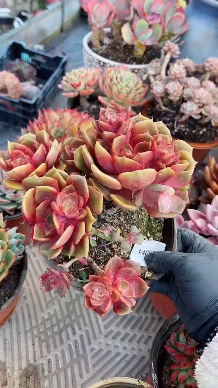 【闪购商品】14092