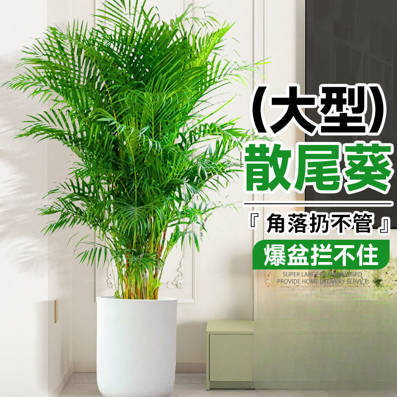 【送货上门】1.5-1.7米散尾葵凤尾竹客厅盆栽绿植盆栽室内办公室