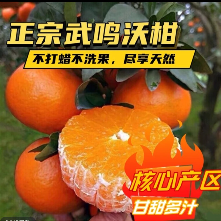 正宗广西武鸣沃柑不打蜡不抛光天然种植5斤10斤沃柑茂谷柑广西壮族自治区广西壮族自治区南宁市