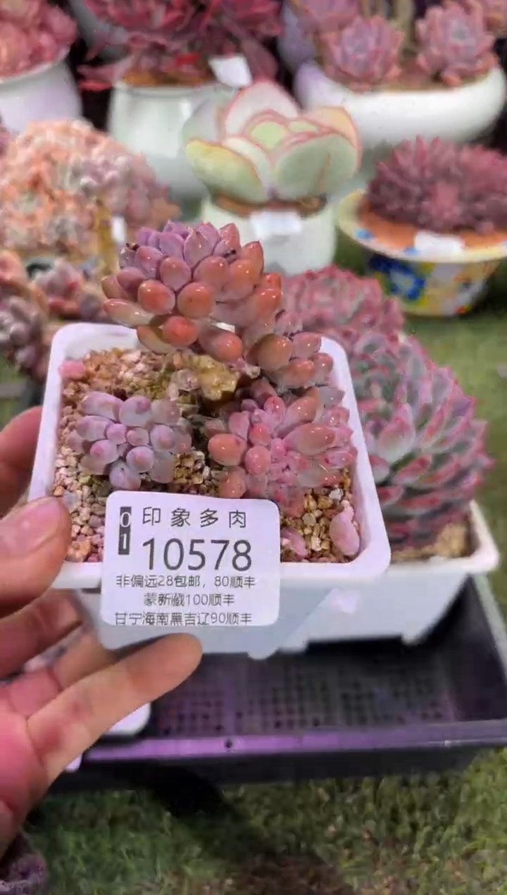 【闪购商品】10578