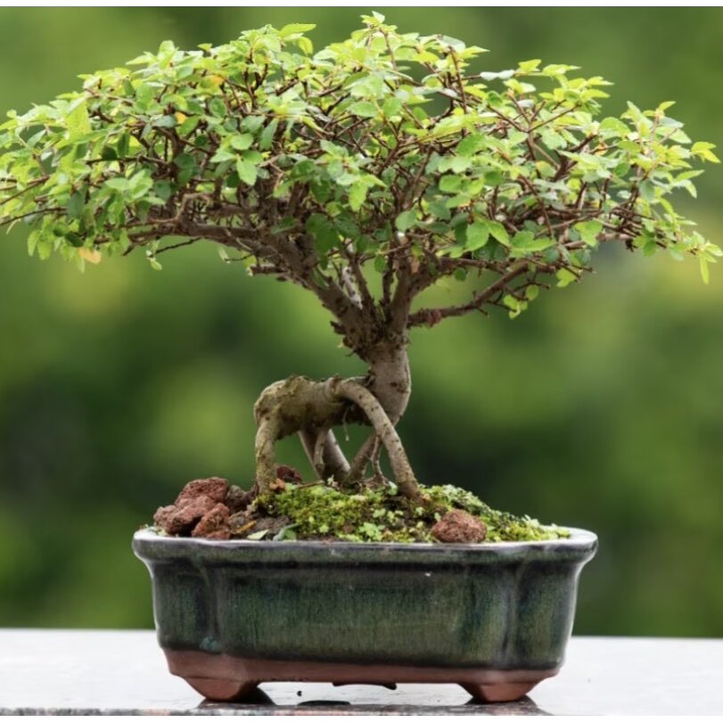 盆景素材链接图片仅供参考（实际造型以直播间实物为准）