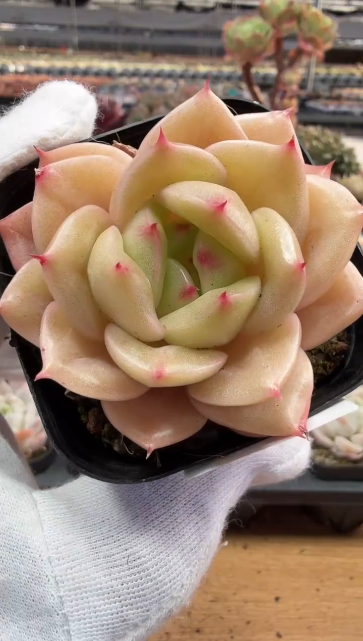 东云多肉园二店-166