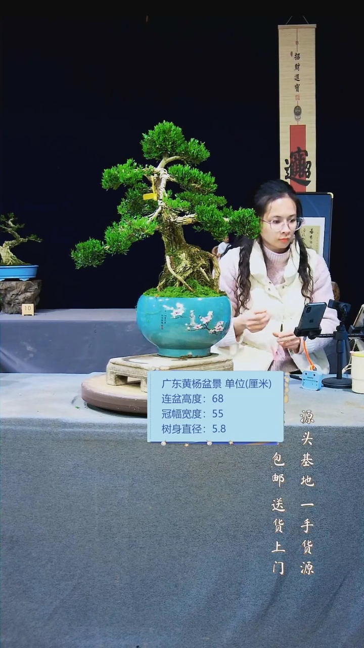 【闪购商品】雀舌黄杨盆景雀舌黄杨盆景