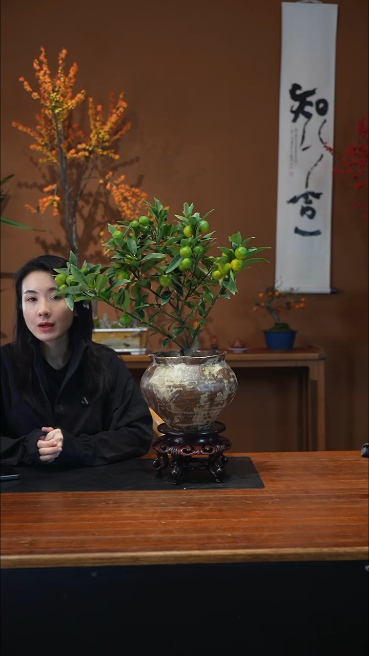 全部花朵脆皮金橘盆景盆景盆景