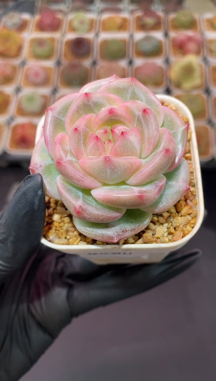 闪购431 翡灯多肉一颗  4-4.5厘米