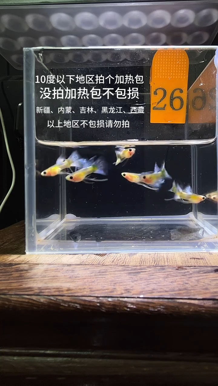 孔雀鱼杂袍长公26