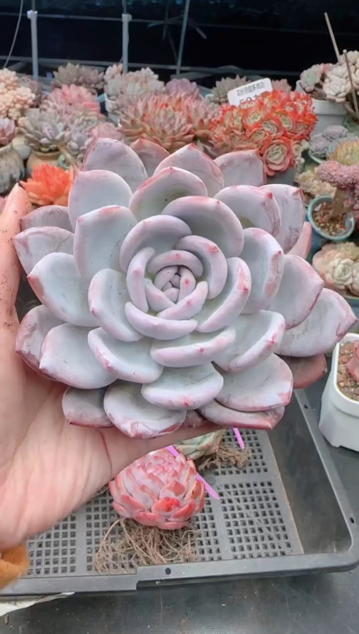 【闪购商品】5415.