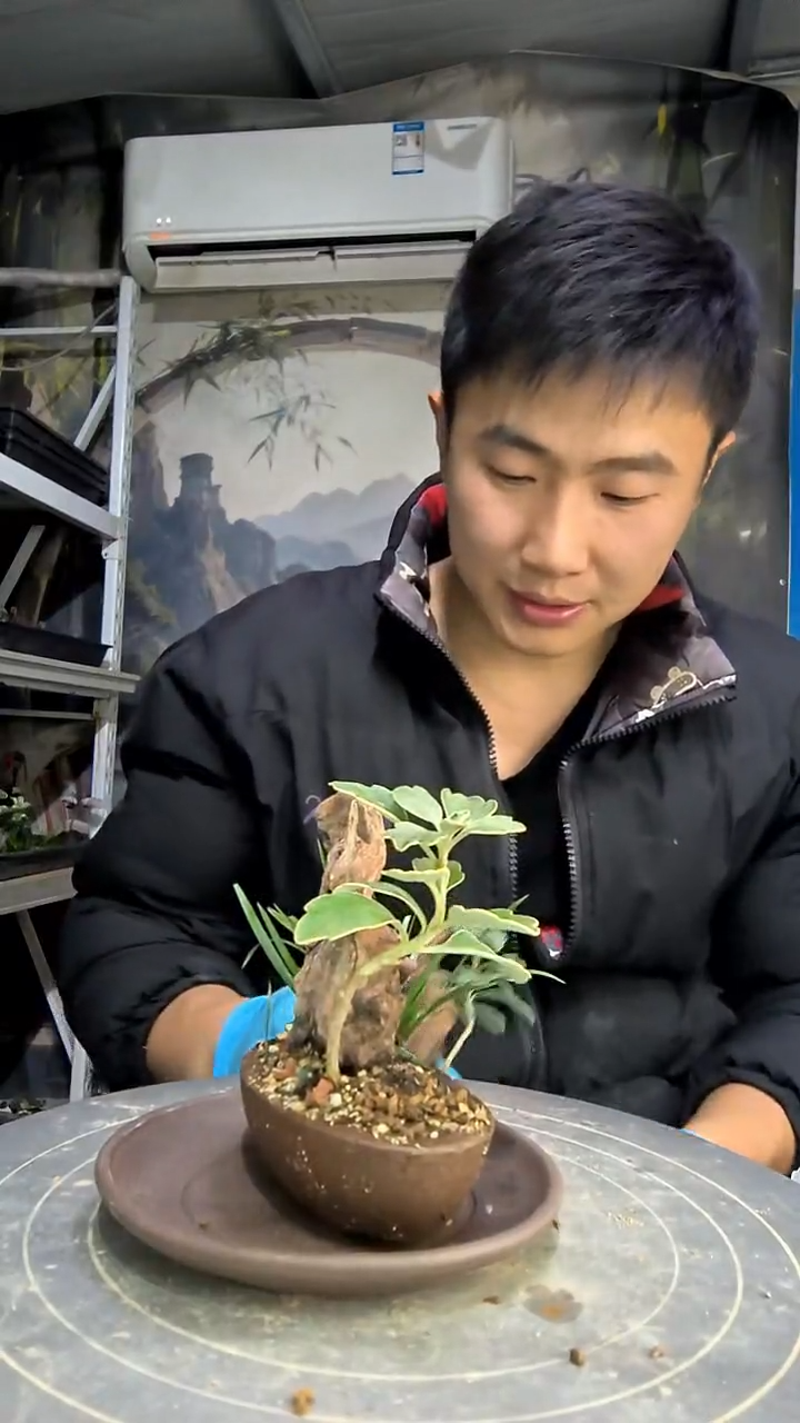 习**已中青园艺一物一拍花89