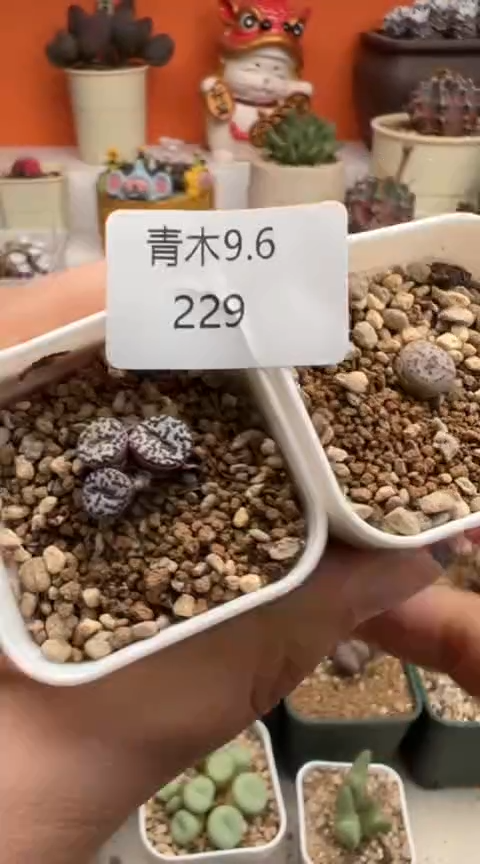 229超级无敌美丽到爆炸的美肉。。。。。。