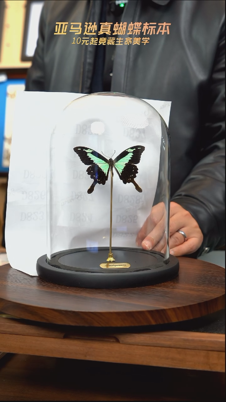 福翠凤蝶玻璃罩款