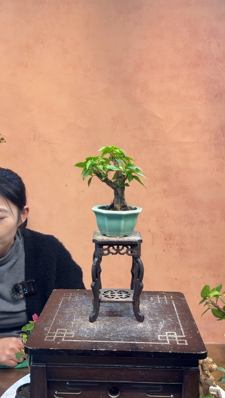 【闪购商品】盆景三角梅