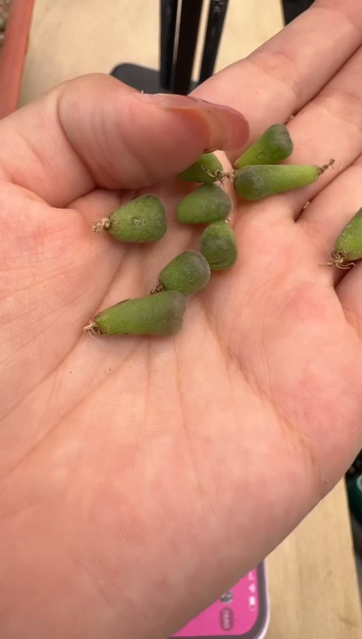 27-8多肉植物肉锥f4紫罗兰