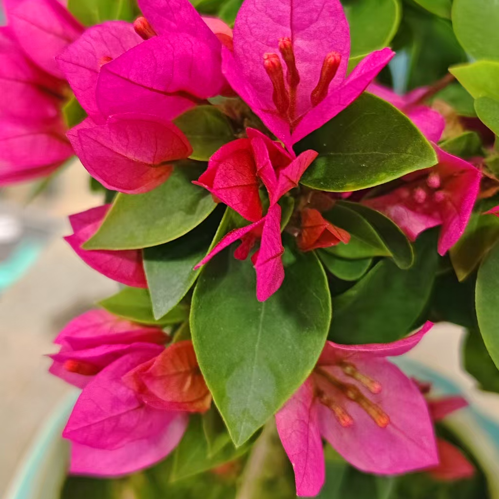 【一物一拍】三角梅多款造型盆景拍【99999】（百）2【非直播期间勿拍】