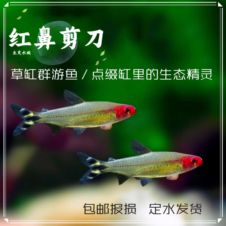 红鼻子鱼红鼻子剪刀群游鱼钻石灯鱼草缸小型热带观赏鱼淡水灯科鱼