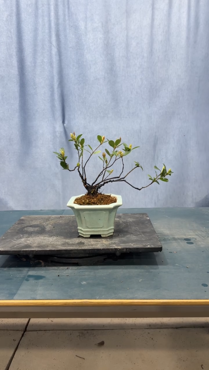 【闪购商品】盆景春花