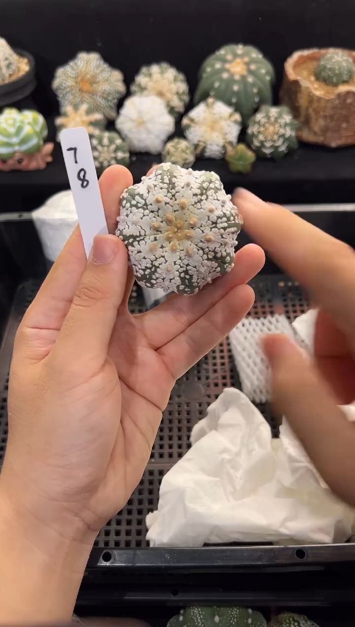D****9不含盆土实生编码78