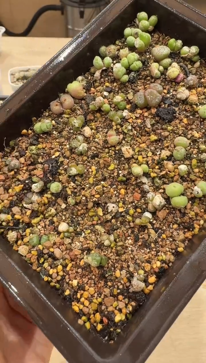 25-1多肉植物肉锥一颗