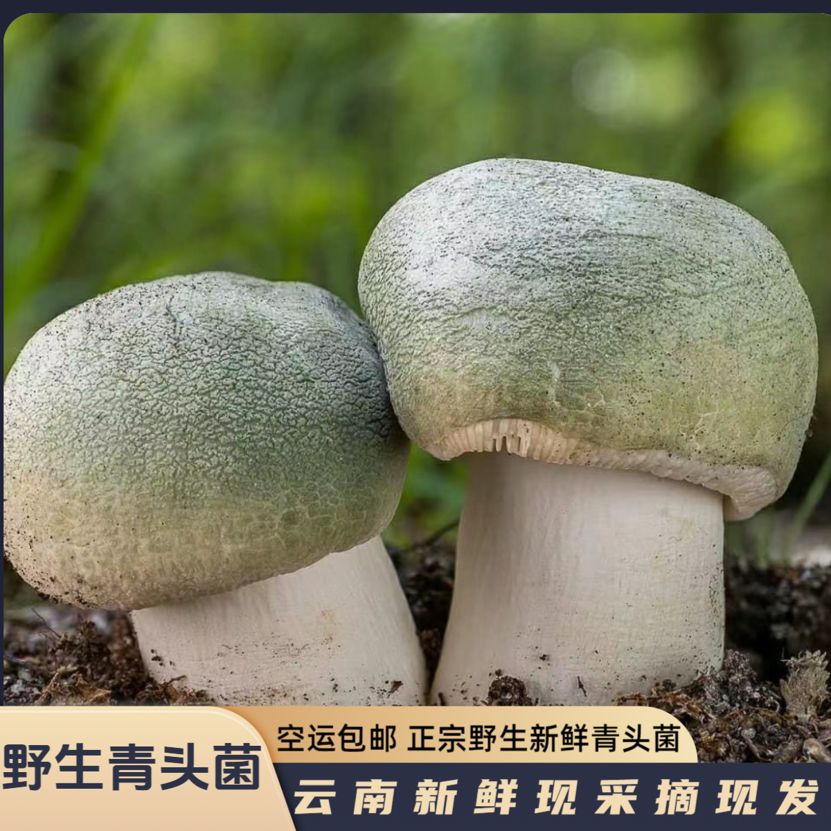 【云南野生新鲜青头菌】空运包邮 当季现采现发 煲汤炖煮素炒食材