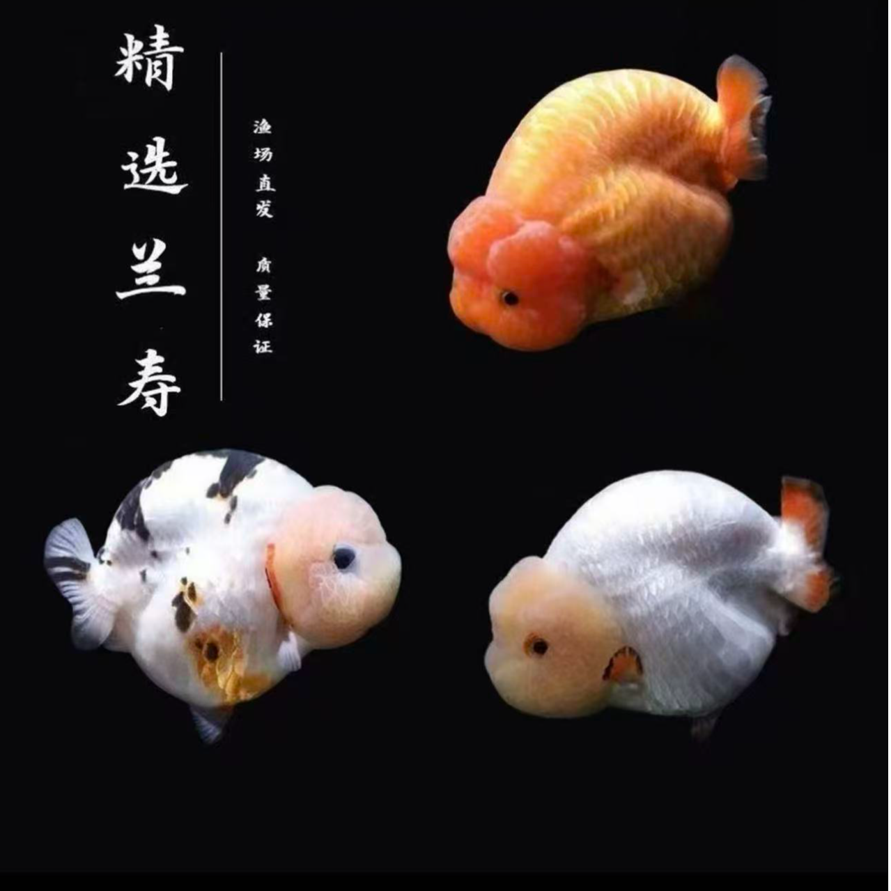 蓝寿金鱼冷水观赏鱼苗活体波妞奶牛好养耐活招财精品