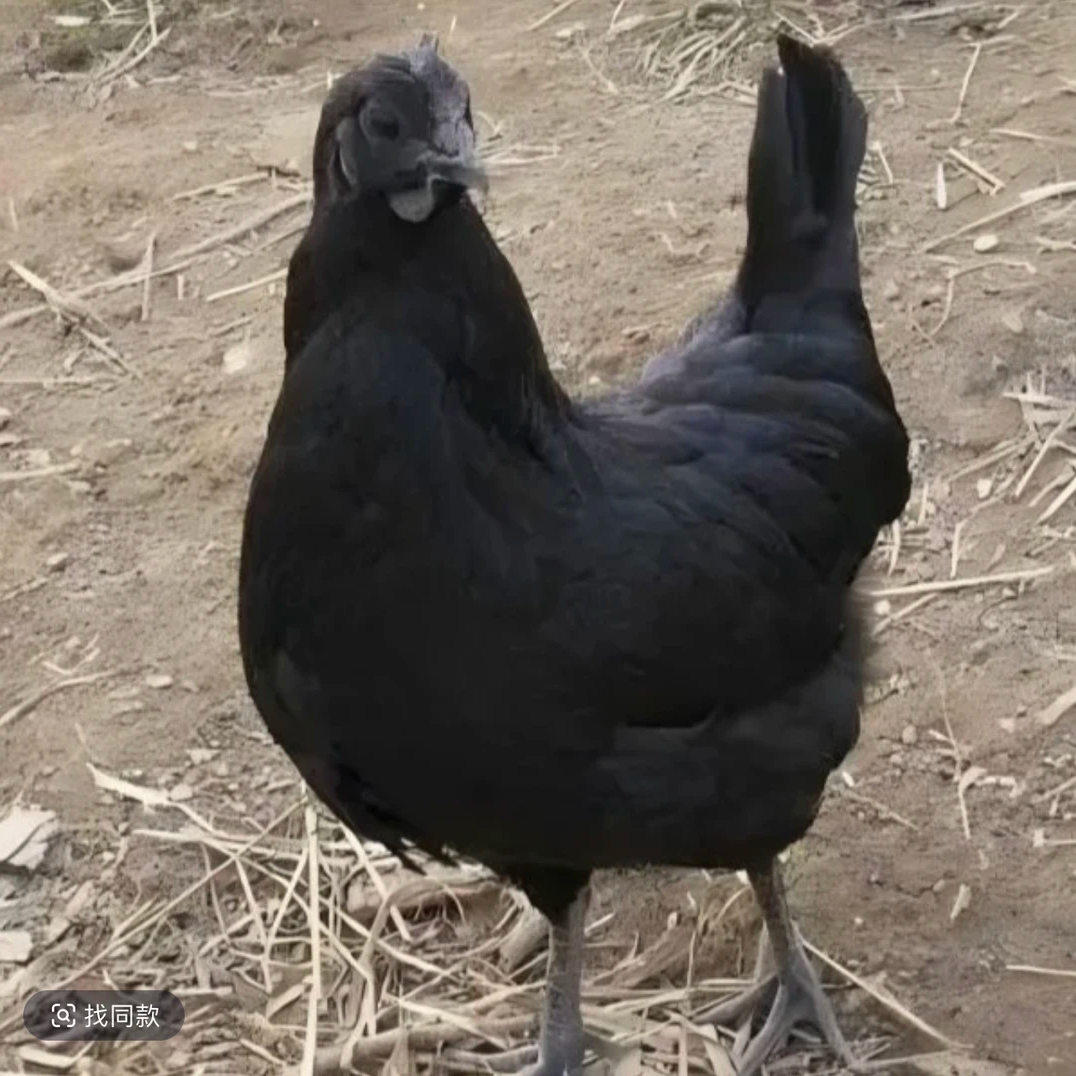 【10只】五黑鸡整只 肉质鲜美 单只半斤左右