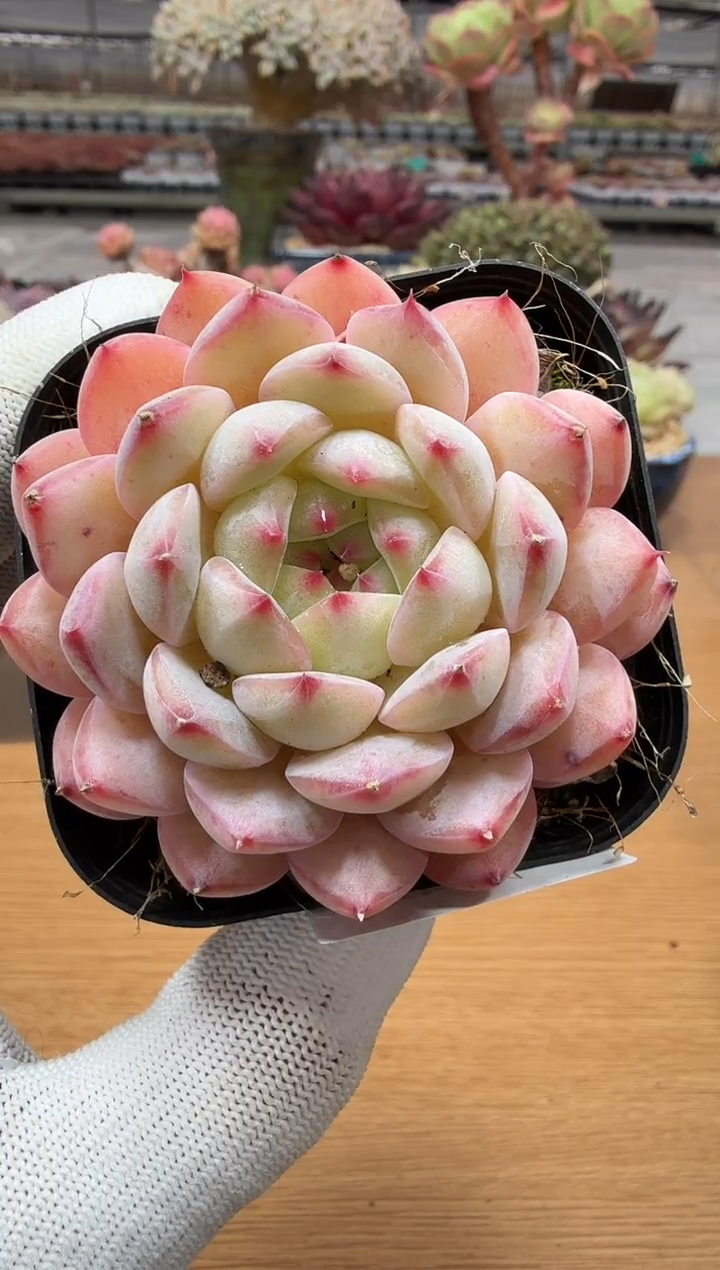 东云多肉园二店-169