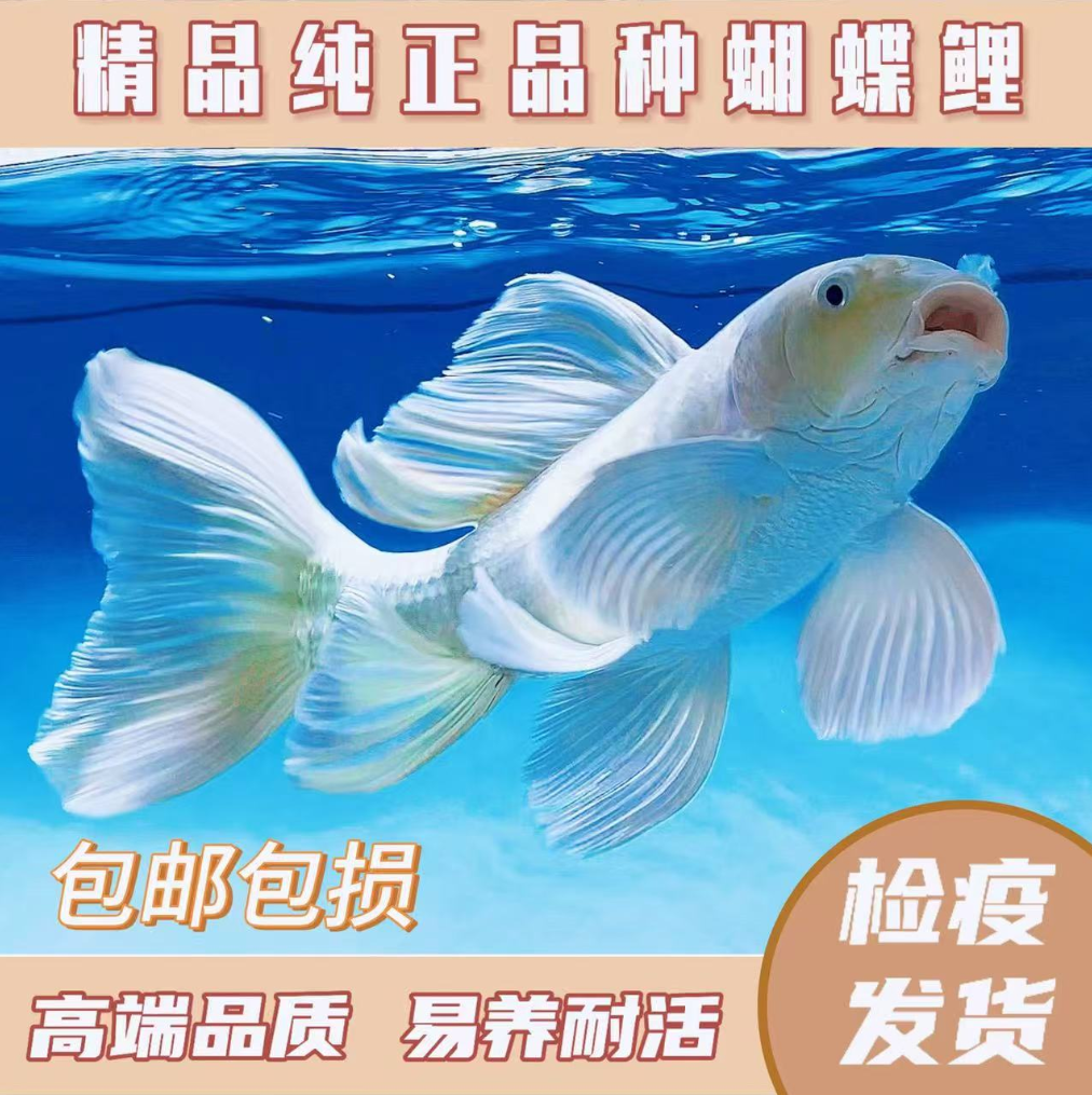 纯种台系蝴蝶鲤石膏白短身大鳍大尾观赏鱼16-18cm