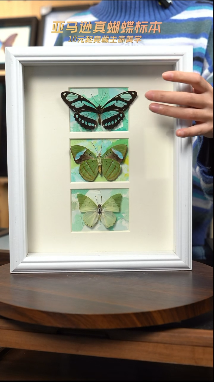 蝴蝶标本摆件竞拍d508