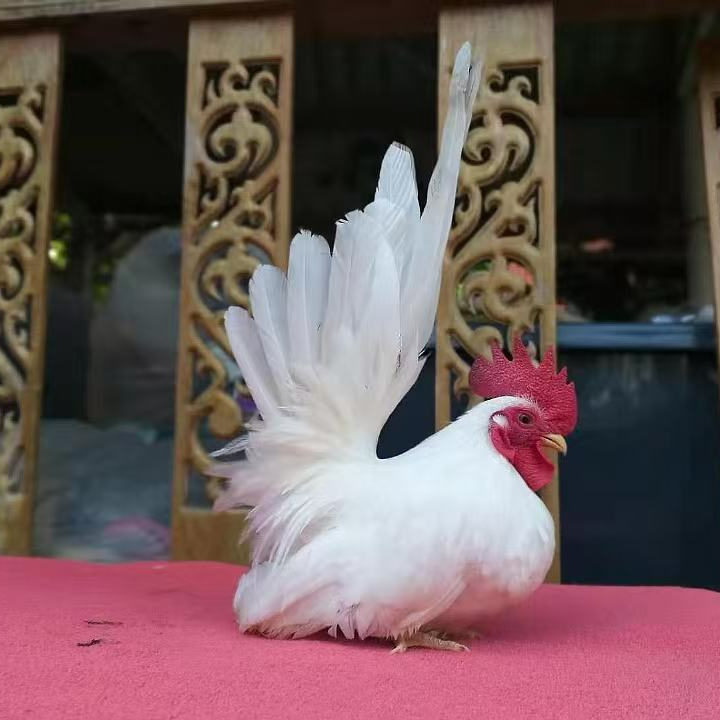 泰国矮脚鸡 直播价专拍  宠物鸡