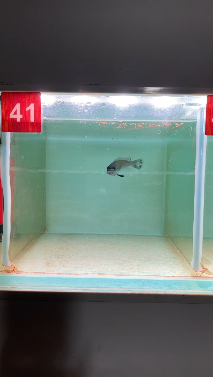 慈鲷鱼野生三湖慈鲷