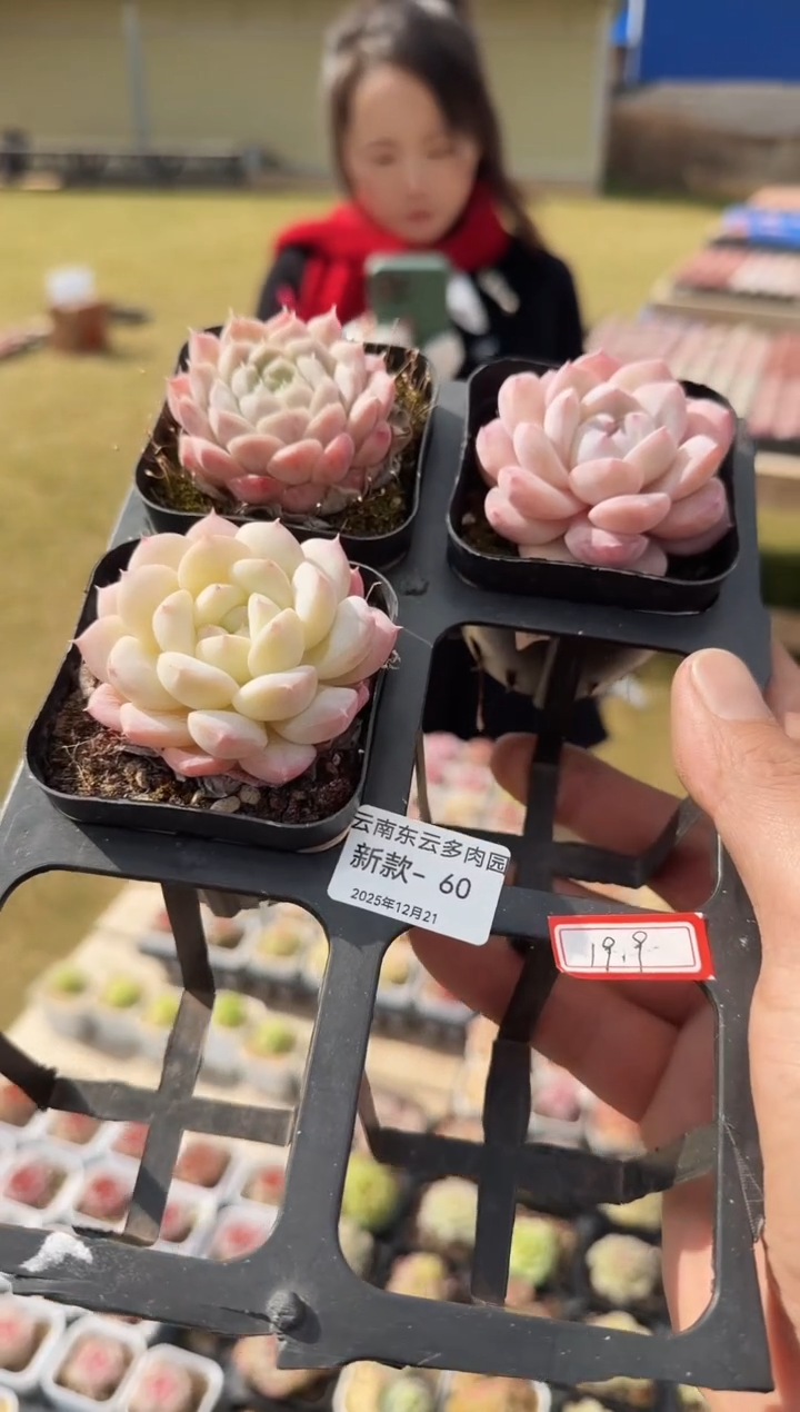 东云多肉园新款-60