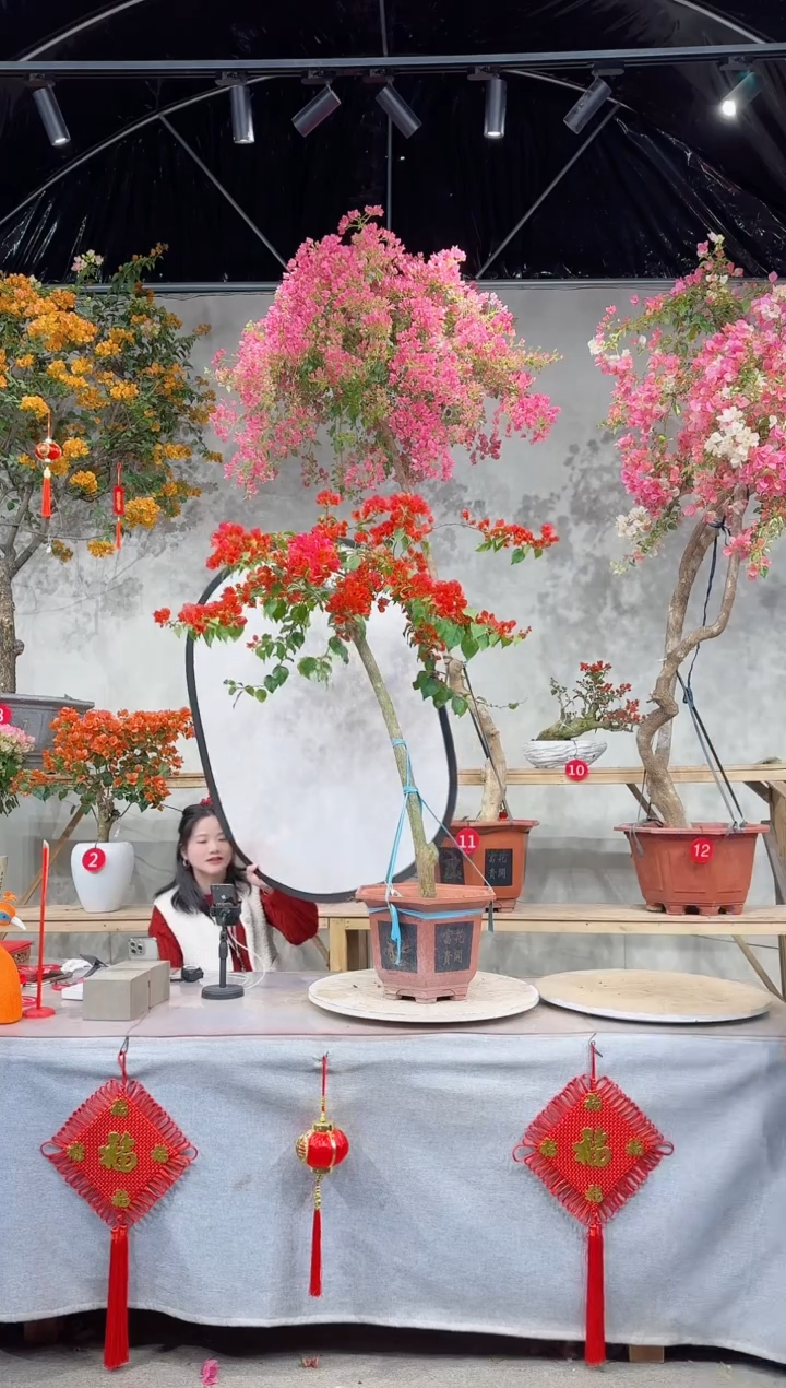 【闪购商品】盆景月光橙