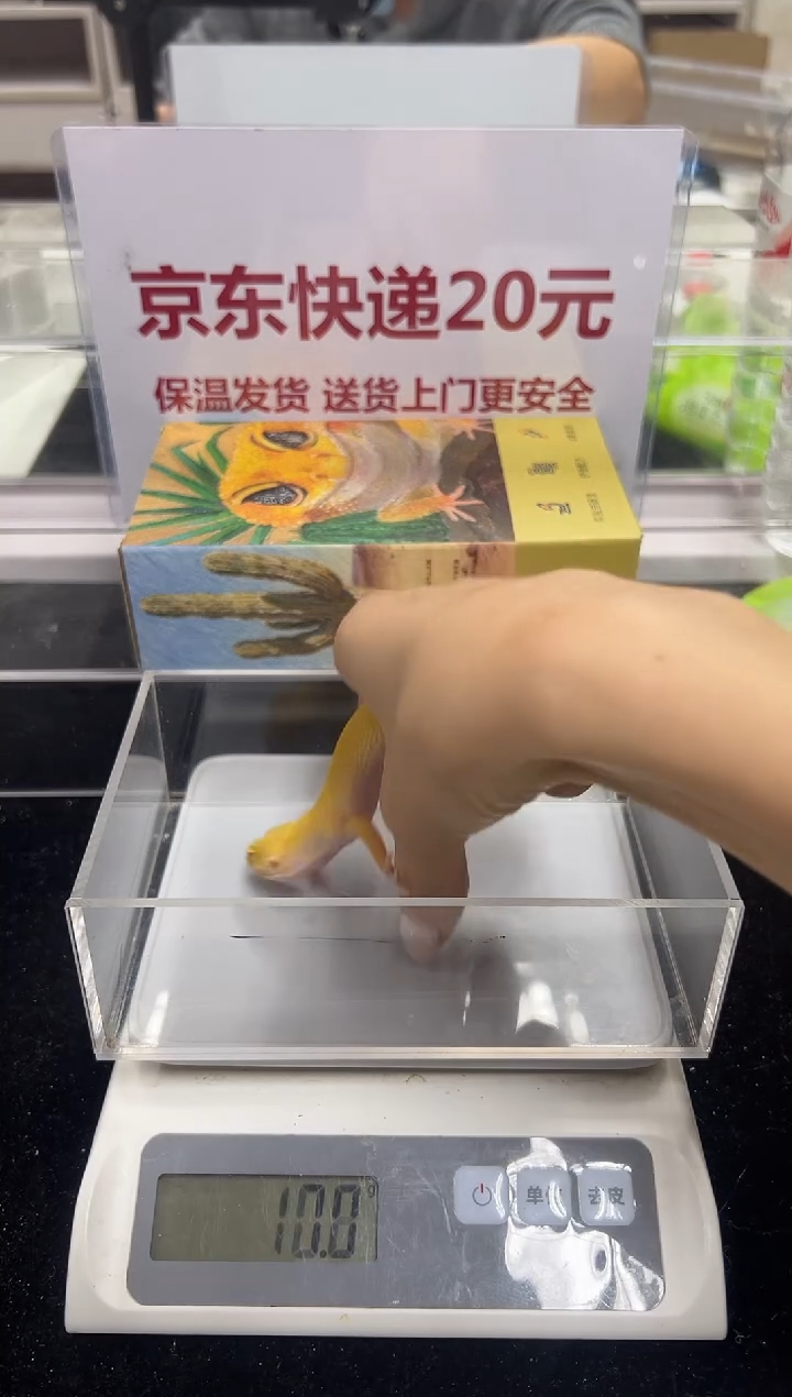 豹纹守宫018豹纹守宫
