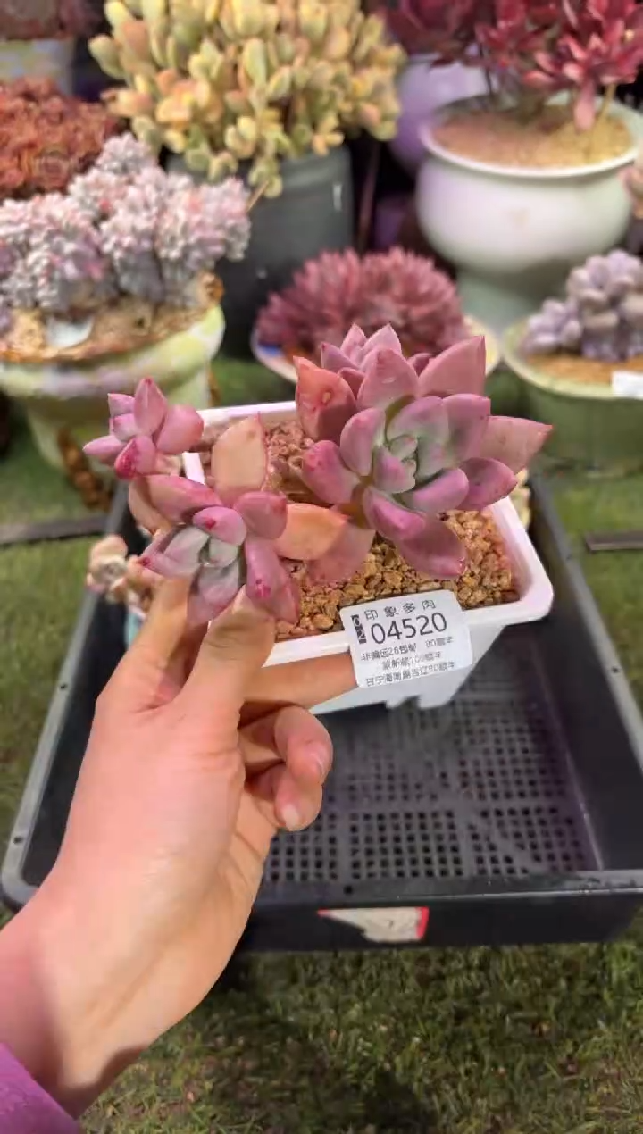 【闪购商品】04520