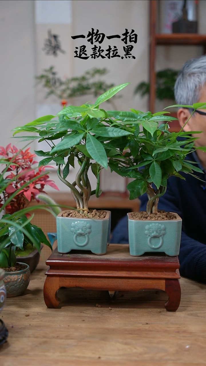 完全开放G**l发财树2盆