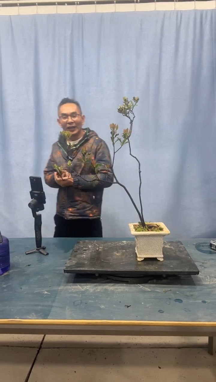 【闪购商品】盆景春花