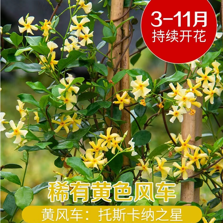 风车茉莉黄色托斯卡纳之星耐寒耐热四季常青花卉绿植爬藤好养植物