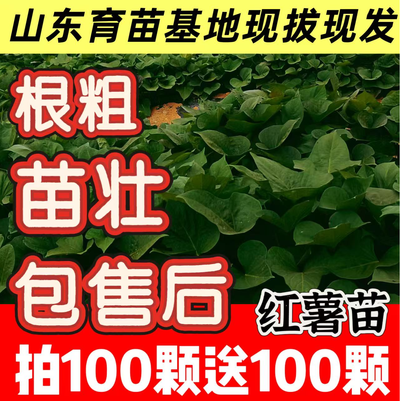 西瓜红板栗薯烟薯25正宗红薯苗哈密薯淀粉薯苗高产地瓜苗带根保鲜