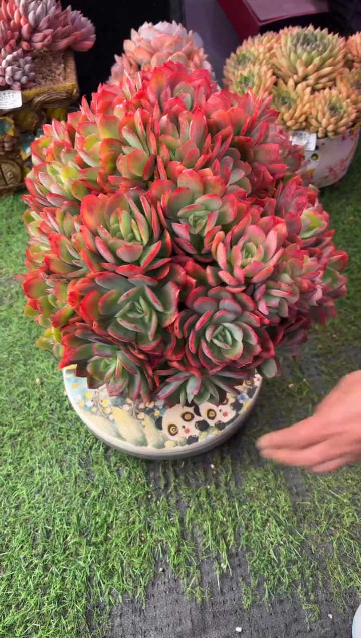 昆明印象多肉2056