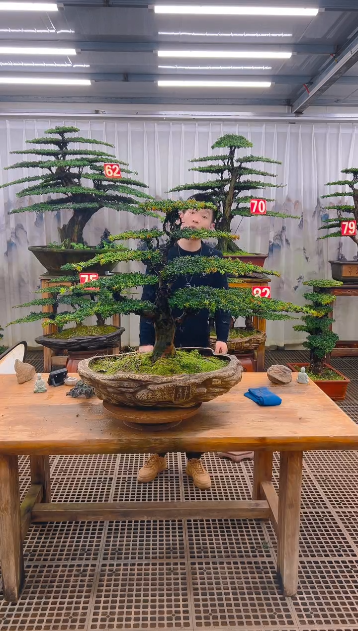 无花朵用****7精品盆景直播间一物一拍