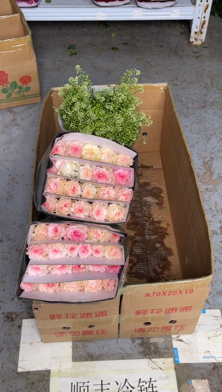 洛神2扎+绿林草              