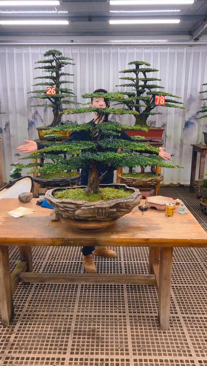 无花朵唐*精品盆景直播间一物一拍