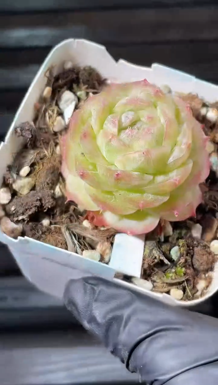 28-41单头蔷薇3-4厘米量拍发一颗