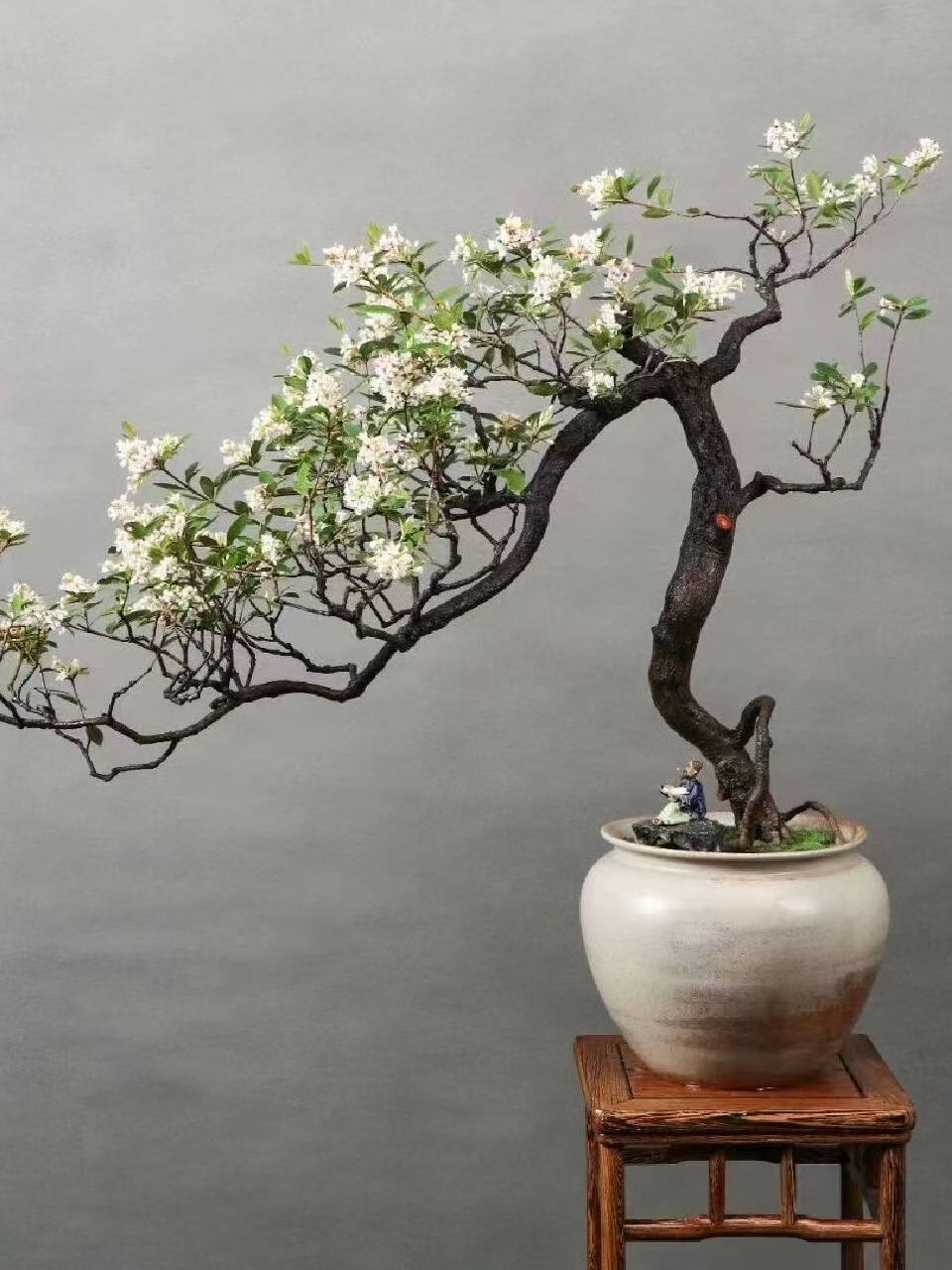 海岛春花 海岛栀子花  选对价格下单（一物一拍）